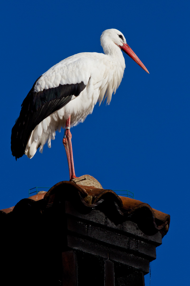 Ciconia ciconia - Cicogna bianca